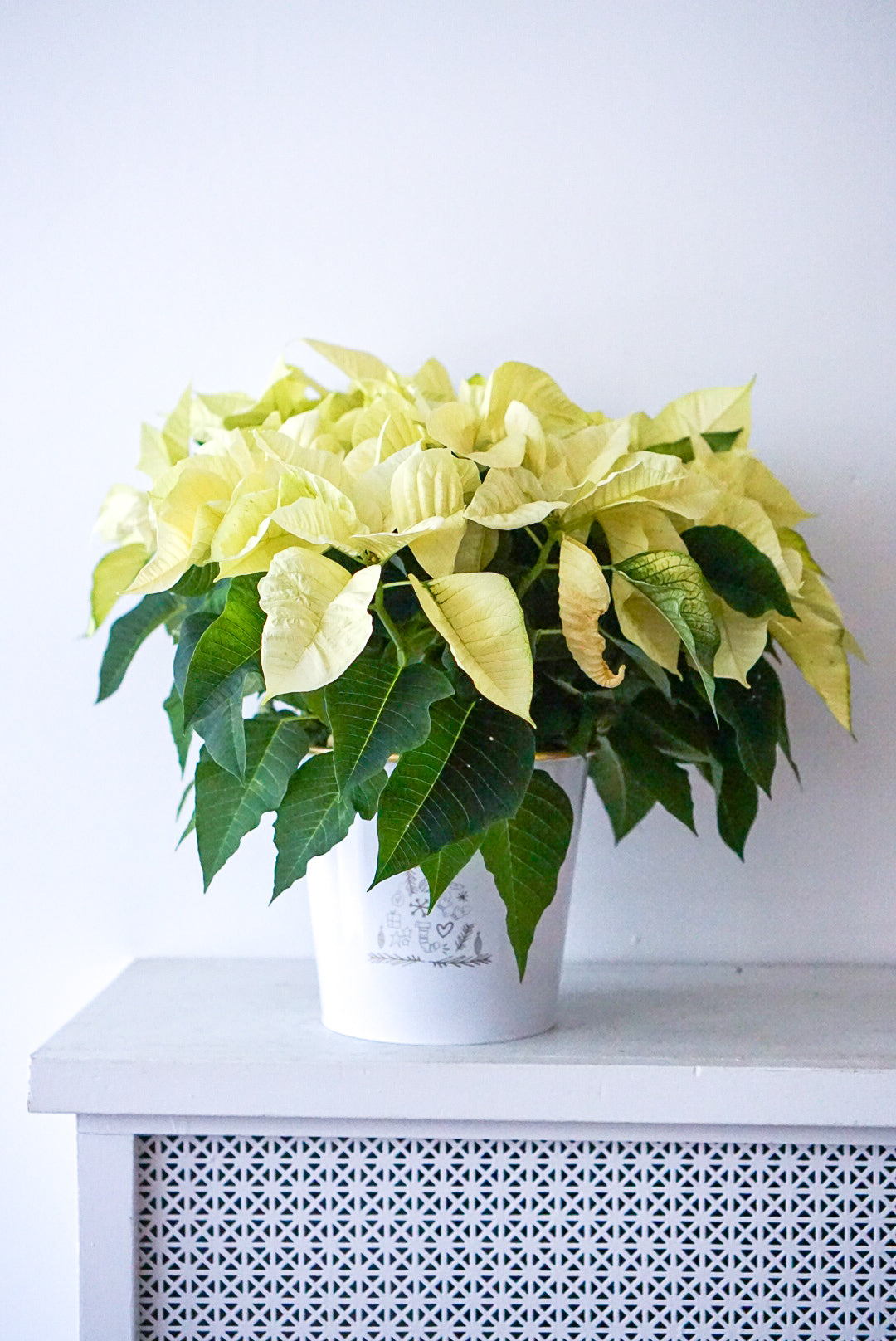 Festive Poinsettia