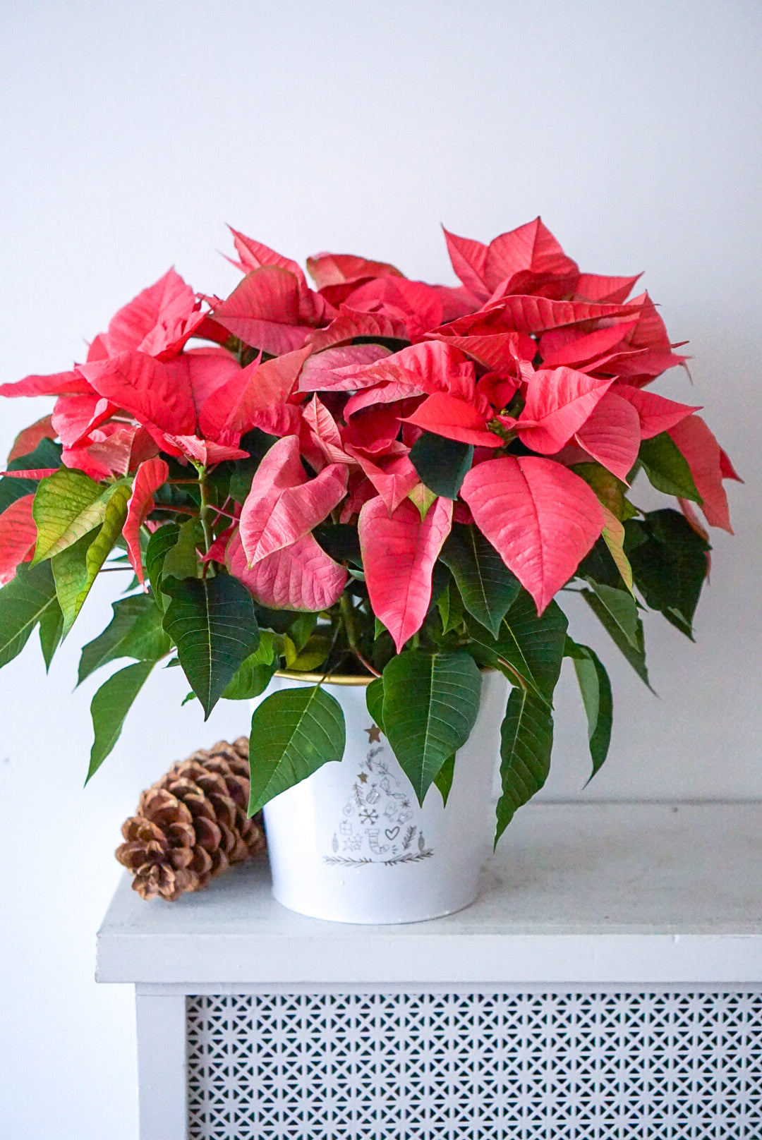 Festive Poinsettia