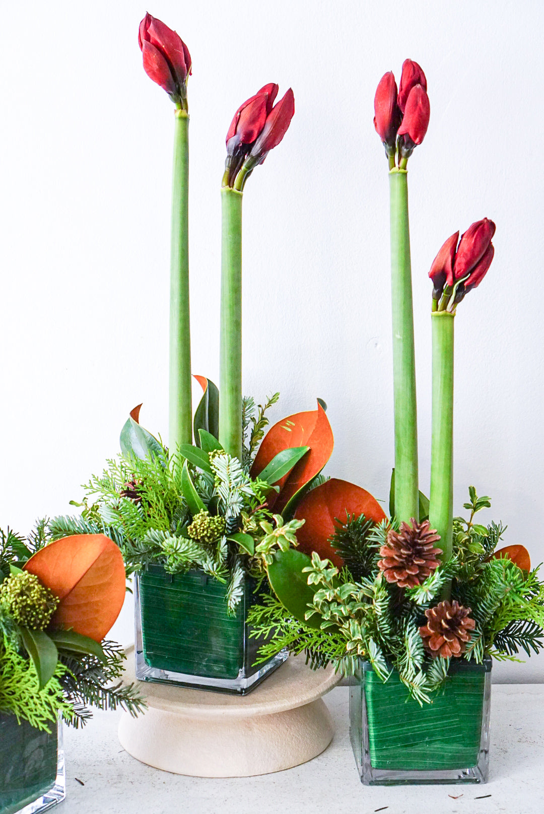 Trio of amaryllis arrangements in 4x4 cube vases by The Flower Nook