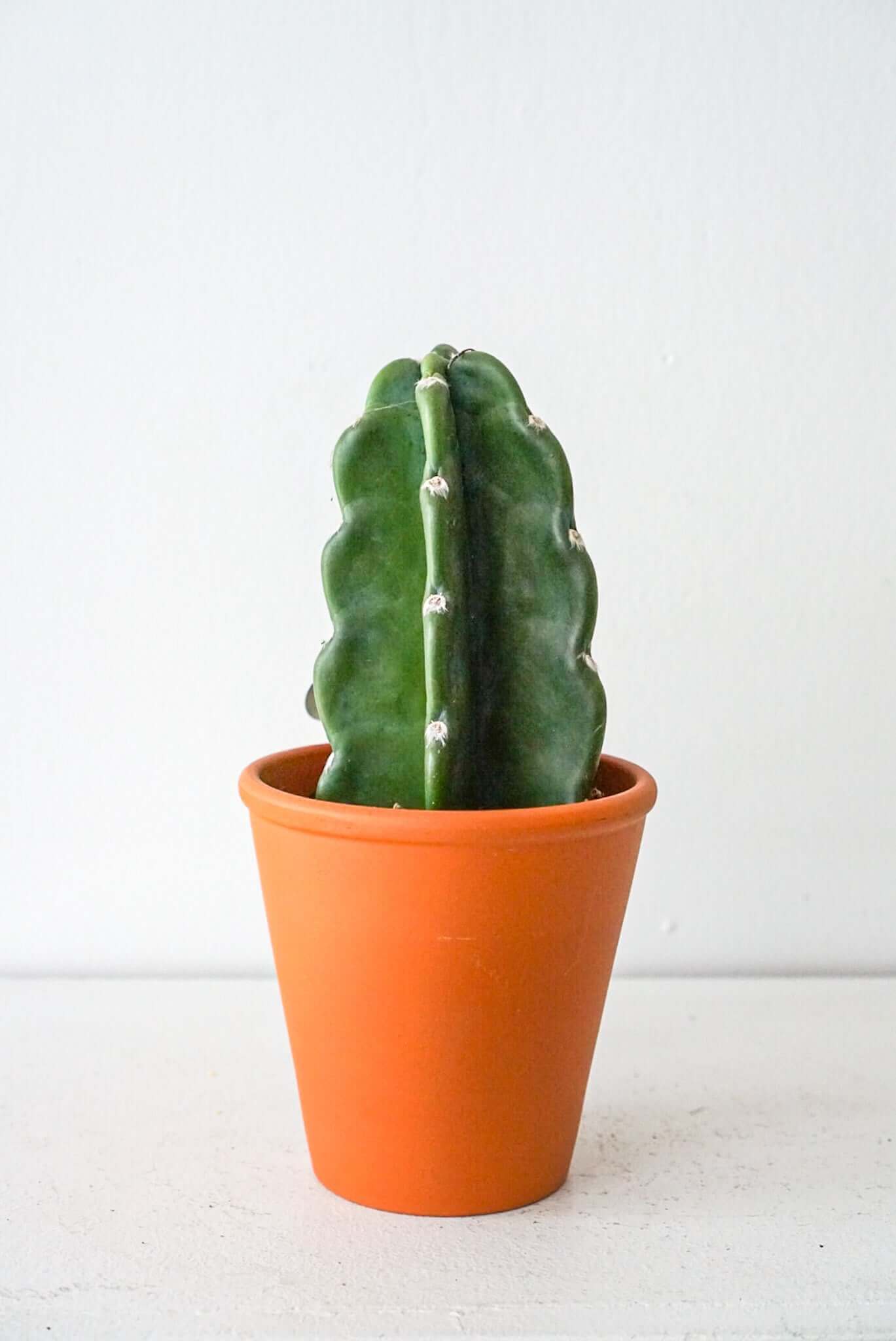Cacti- Cuddly