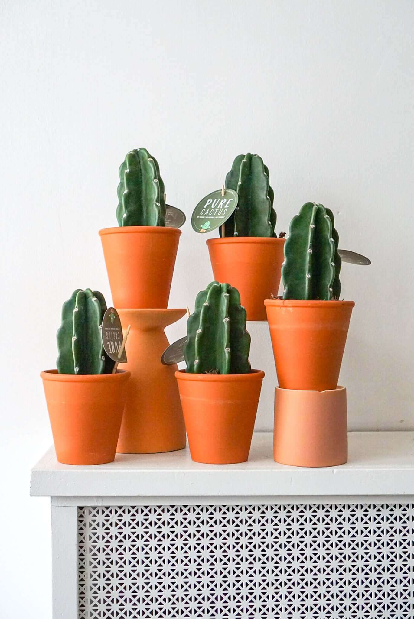 Cacti- Cuddly