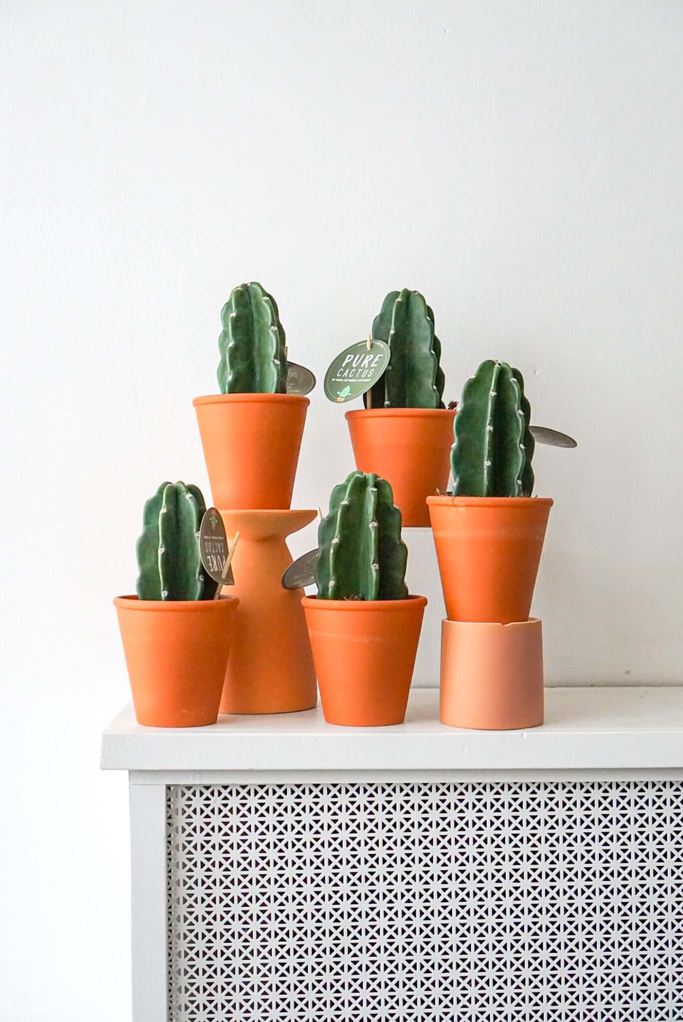 Cacti- Cuddly