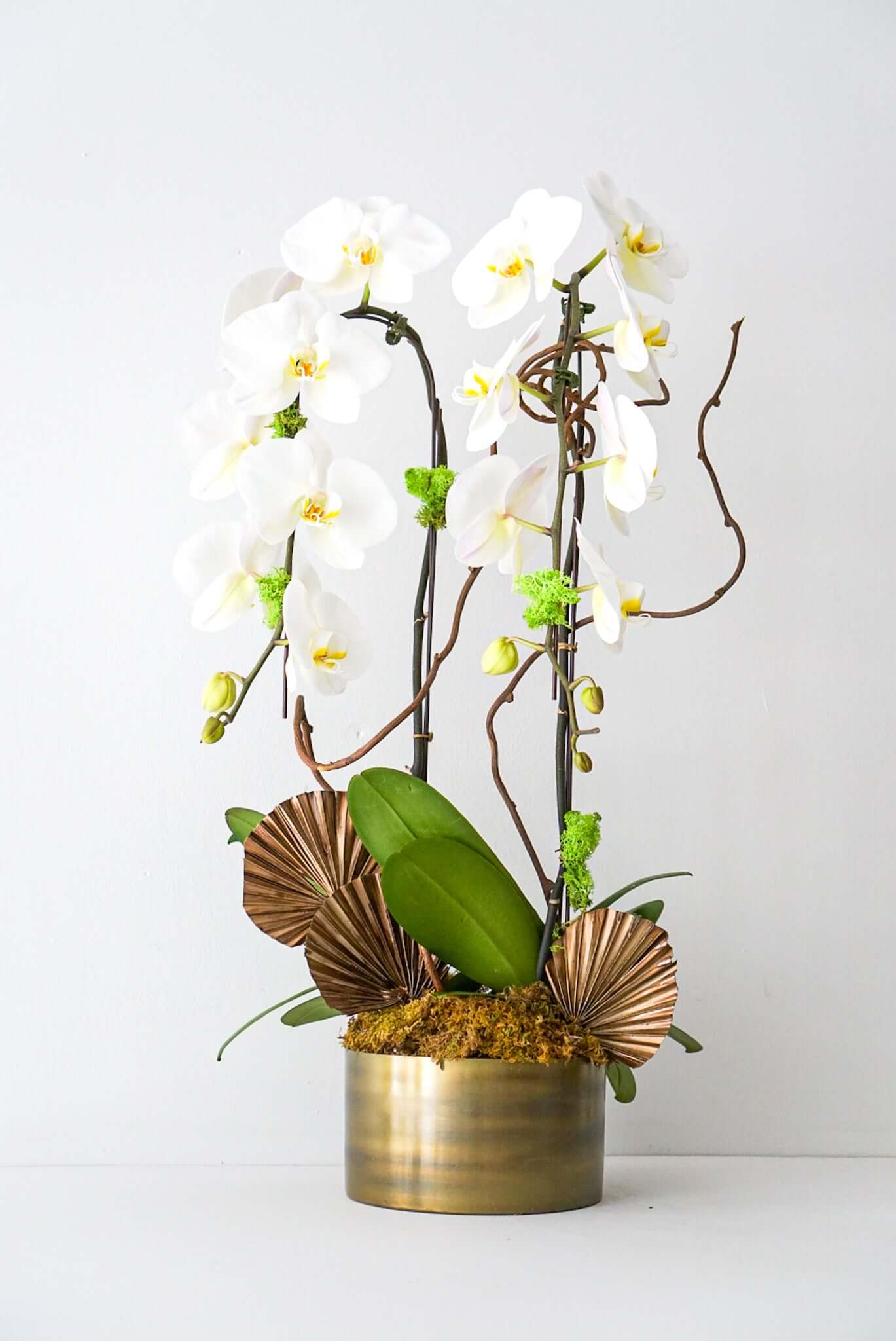 Double Jumbo Orchids