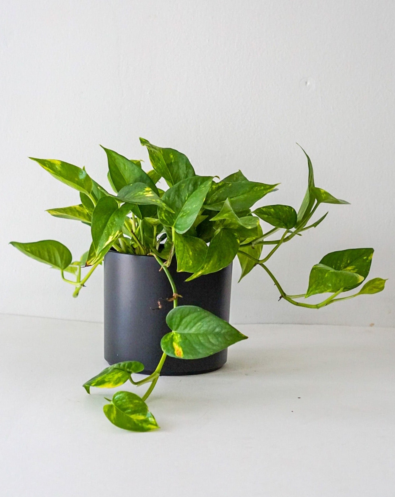 does golden pothos flower Golden Pothos