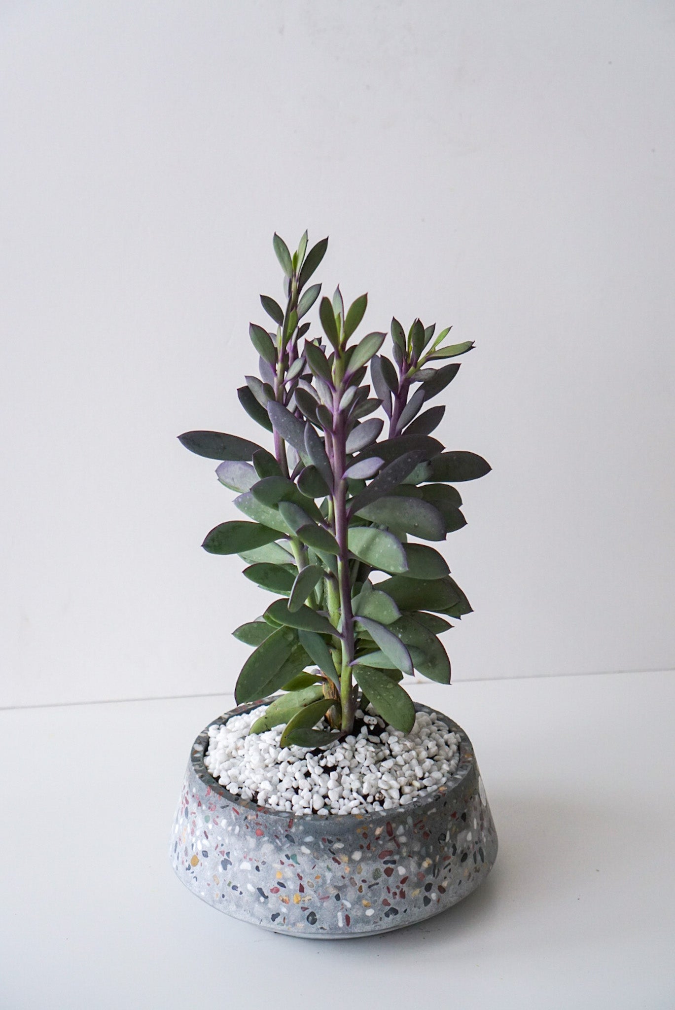 Lavender Steps is common name of Senecio Crassissimus Succulent. Planted in a grey terrazzo 8" x3.25" cement bowl. This succulent has blue-green fleshy leaves with purple margins. Thrives in bright, indirect sunlight. Water the soil when the soil is dry around every 2 weeks, less frequently in winter.