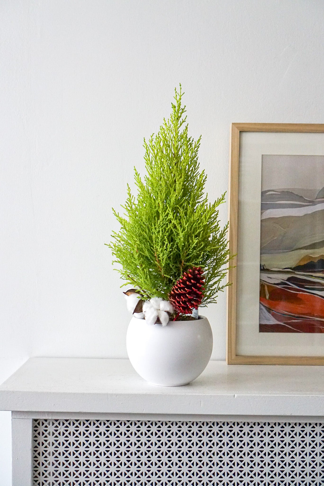 indoor plant looks like christmas tree Mini Christmas Tree