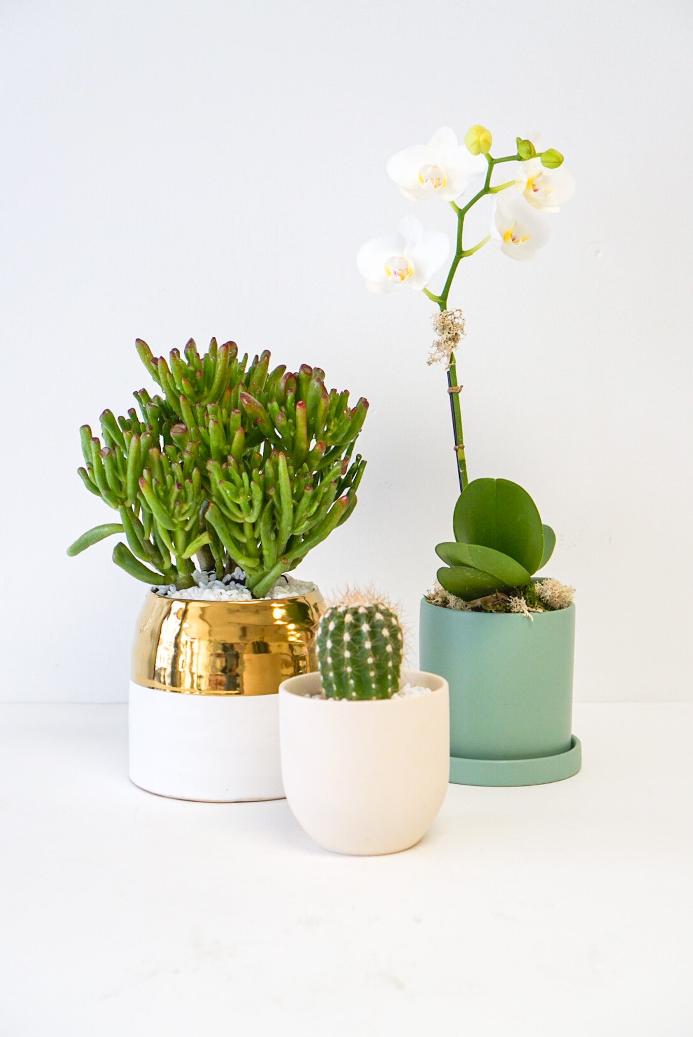 Crassula Ovata "Hobbit"