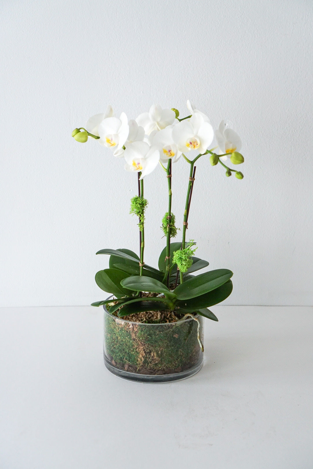 The special Phalaenopsis orchids are among the most popular and rewarding orchids, putting on a spectacular display when blooming, which can last 2-3 months. They are easy to care for if given proper care, they can re-bloom for years to come. Beautiful petite orchid potted in a 3.5" bowl and decoration. Our orchids are supplied by the best grower in the market!