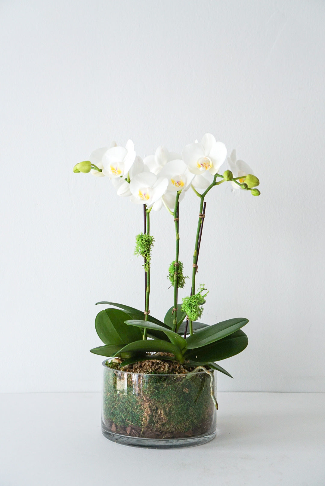 Triple Mini Orchids