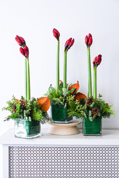 Trio of amaryllis arrangements in 4x4 cube vases by The Flower Noo