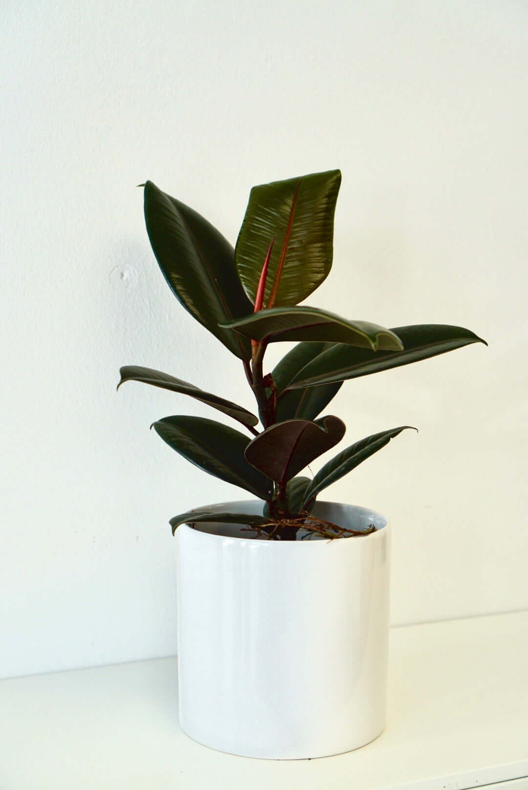 6 Inch Rubber Plant