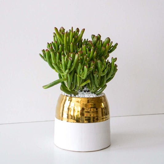 The Flower Nook a Toronto Florist using premium flowers that are professionally arranged, hand-delivered throughout Toronto and GTA