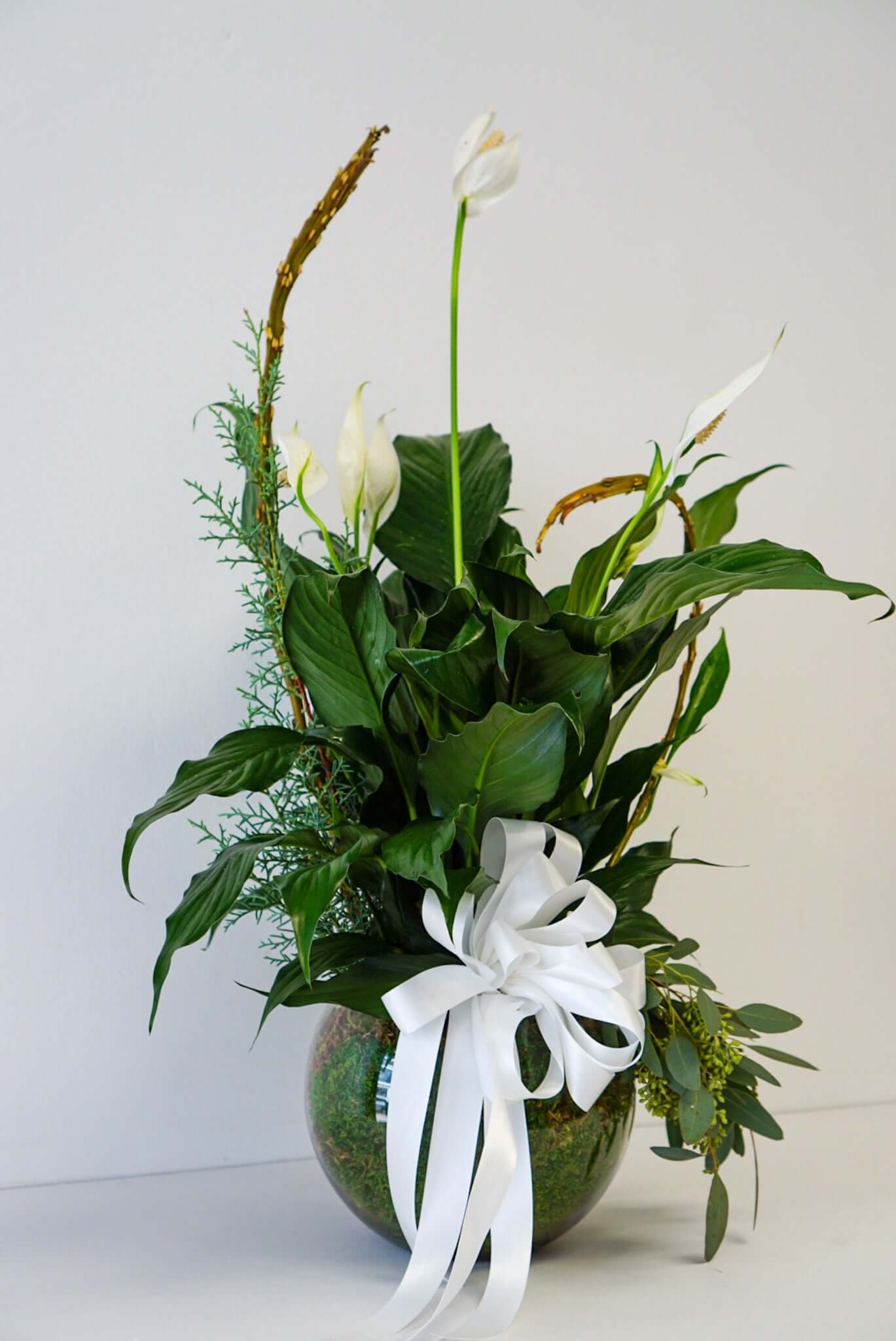 Sympathy Plant - Spathiphyllum in a bowl