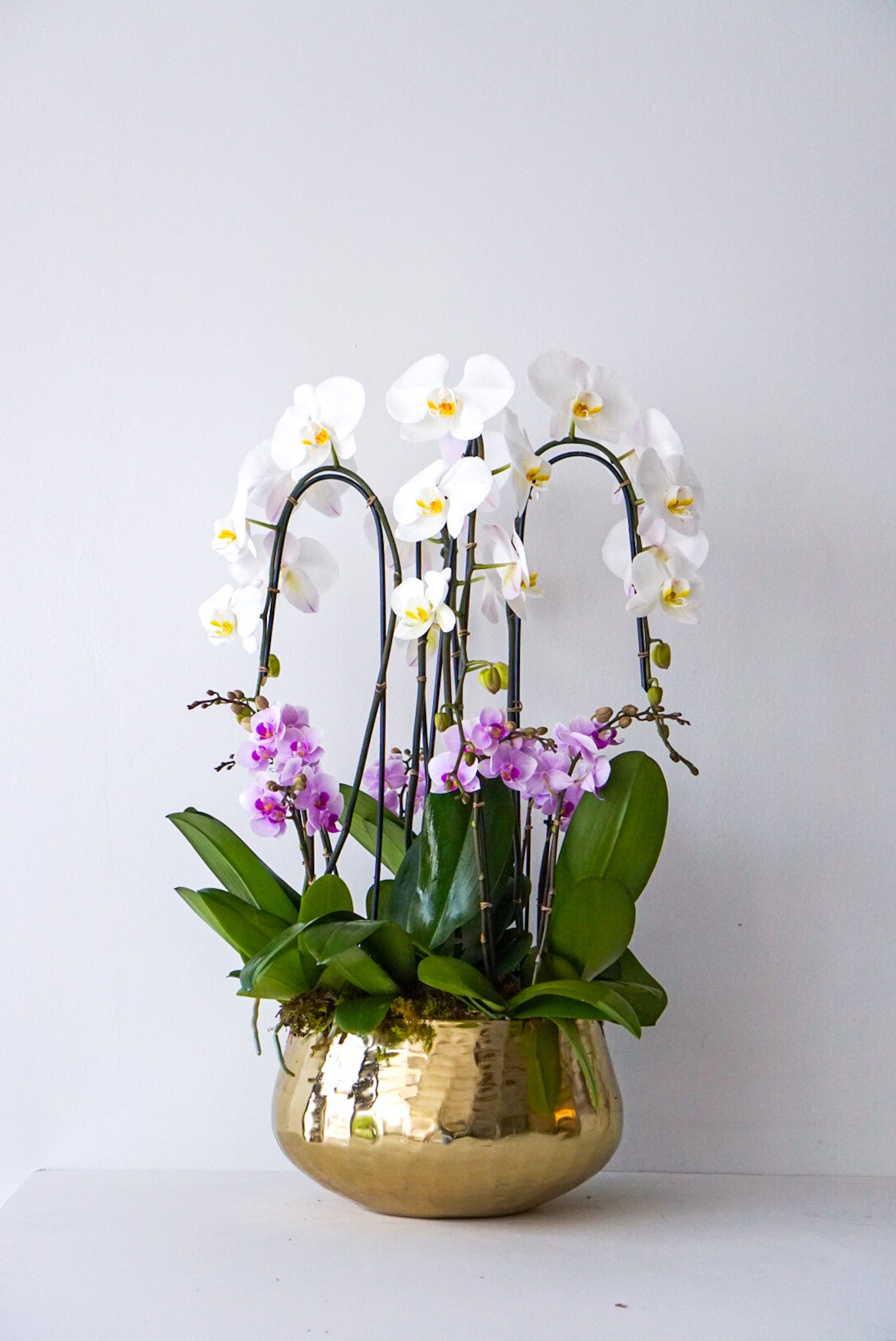 Luxe Orchid Arrangement