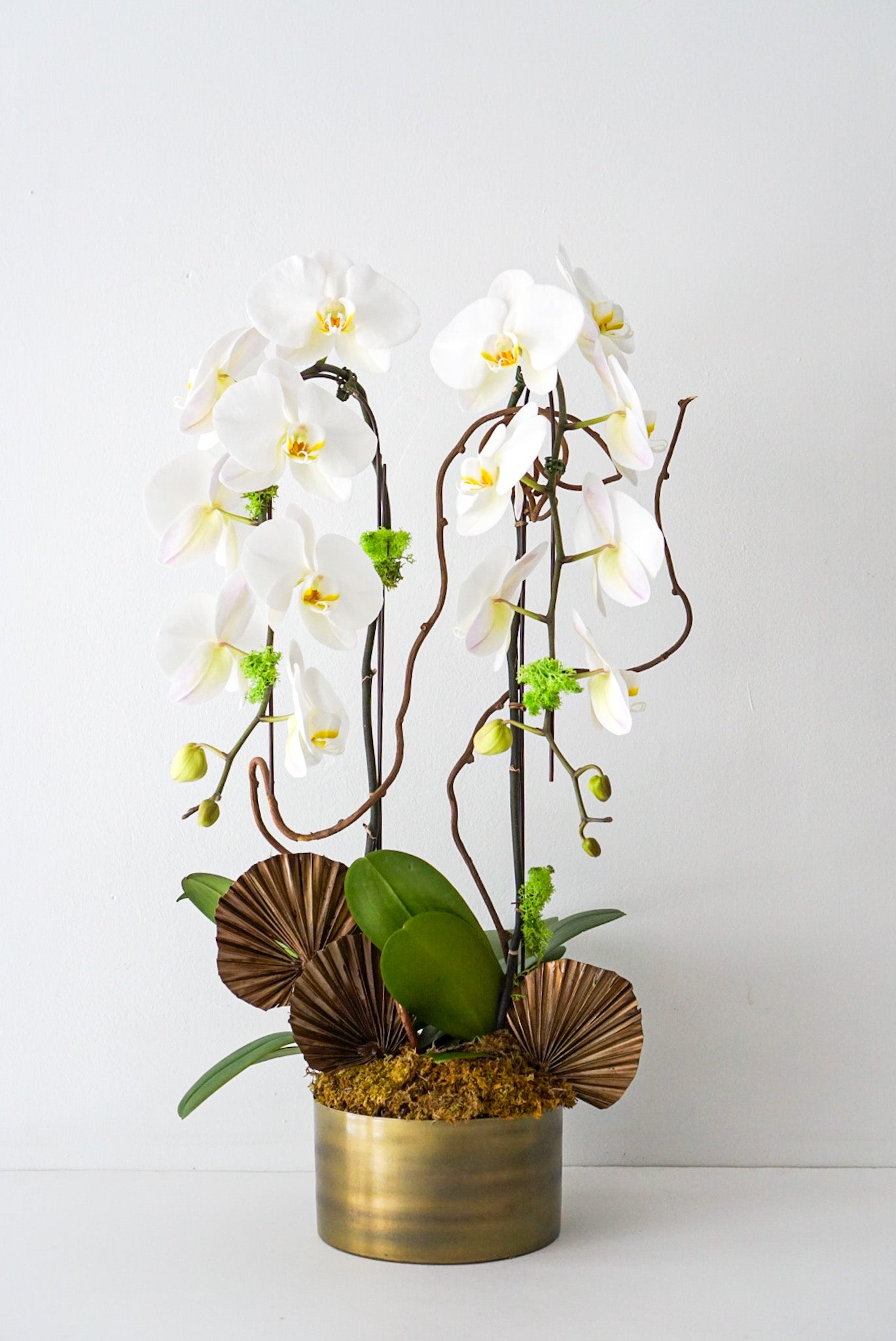 Double Jumbo Orchids