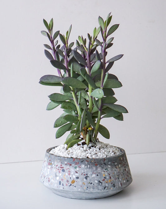 The Flower Nook a Toronto Florist using premium flowers that are professionally arranged, hand-delivered throughout Toronto and GTA