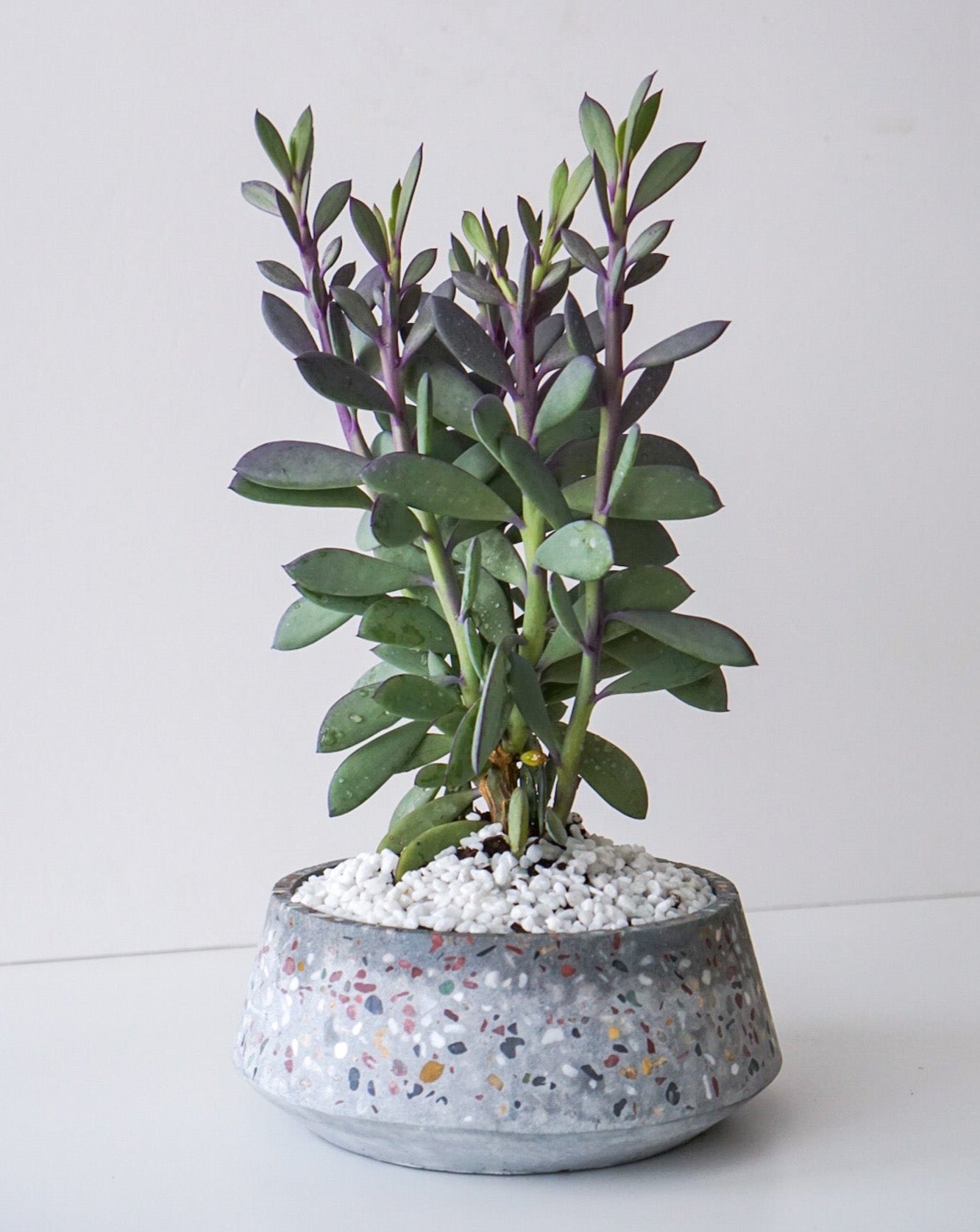 Lavender Steps is common name of Senecio Crassissimus Succulent. Planted in a grey terrazzo 8" x3.25" cement bowl. This succulent has blue-green fleshy leaves with purple margins. Thrives in bright, indirect sunlight. Water the soil when the soil is dry around every 2 weeks, less frequently in winter.