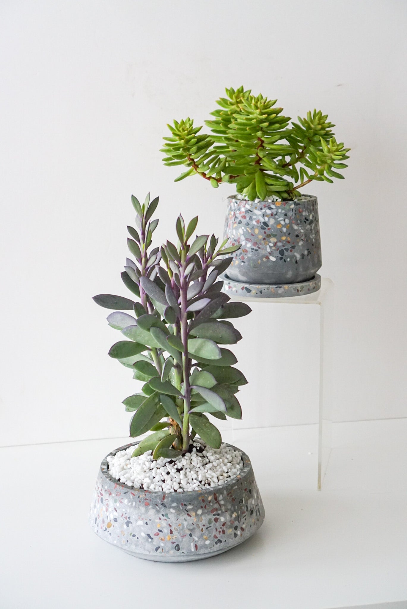 Lavender Steps is common name of Senecio Crassissimus Succulent. Planted in a grey terrazzo 8" x3.25" cement bowl. This succulent has blue-green fleshy leaves with purple margins. Thrives in bright, indirect sunlight. Water the soil when the soil is dry around every 2 weeks, less frequently in winter.