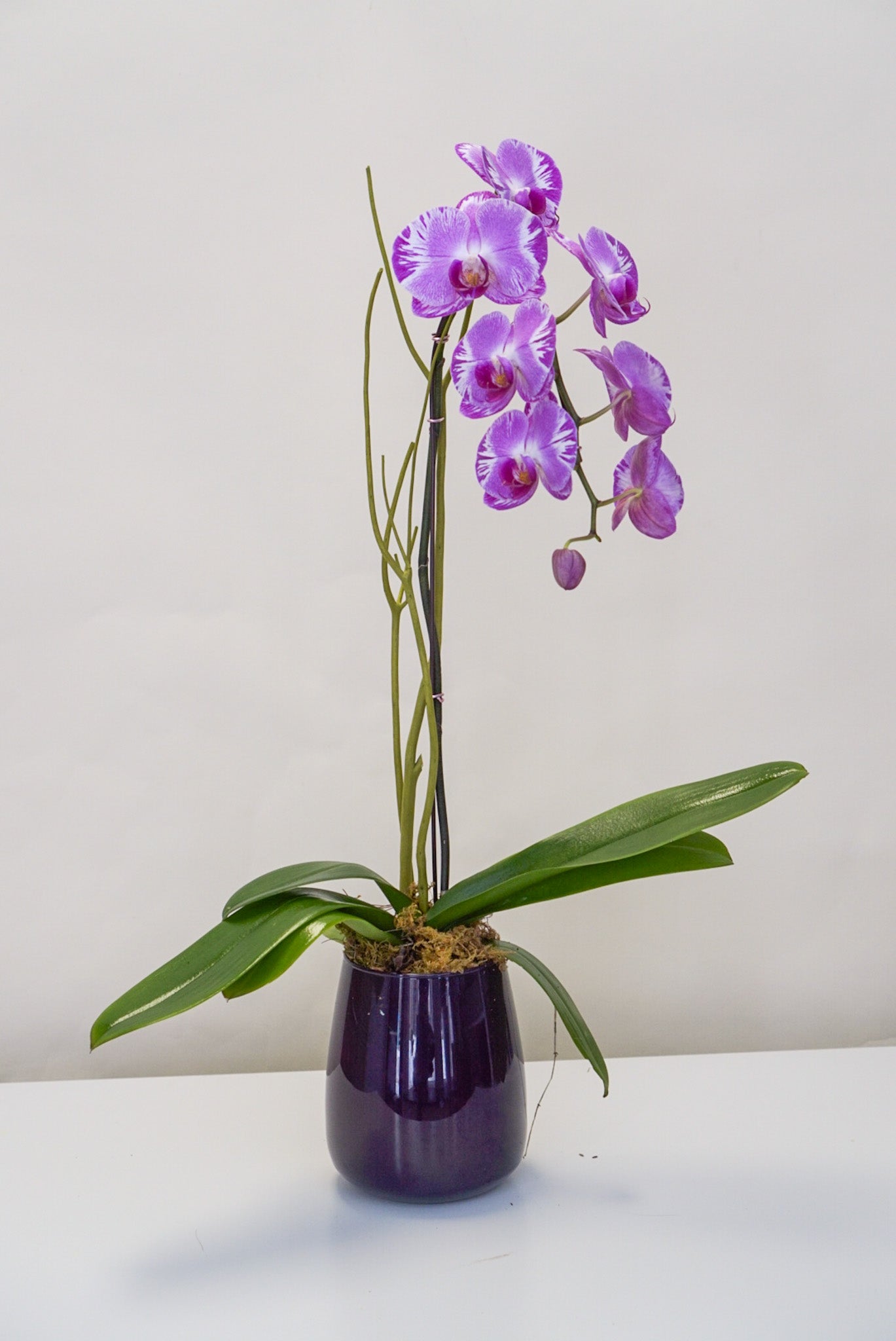 Purple Jumbo orchid- the flower nook