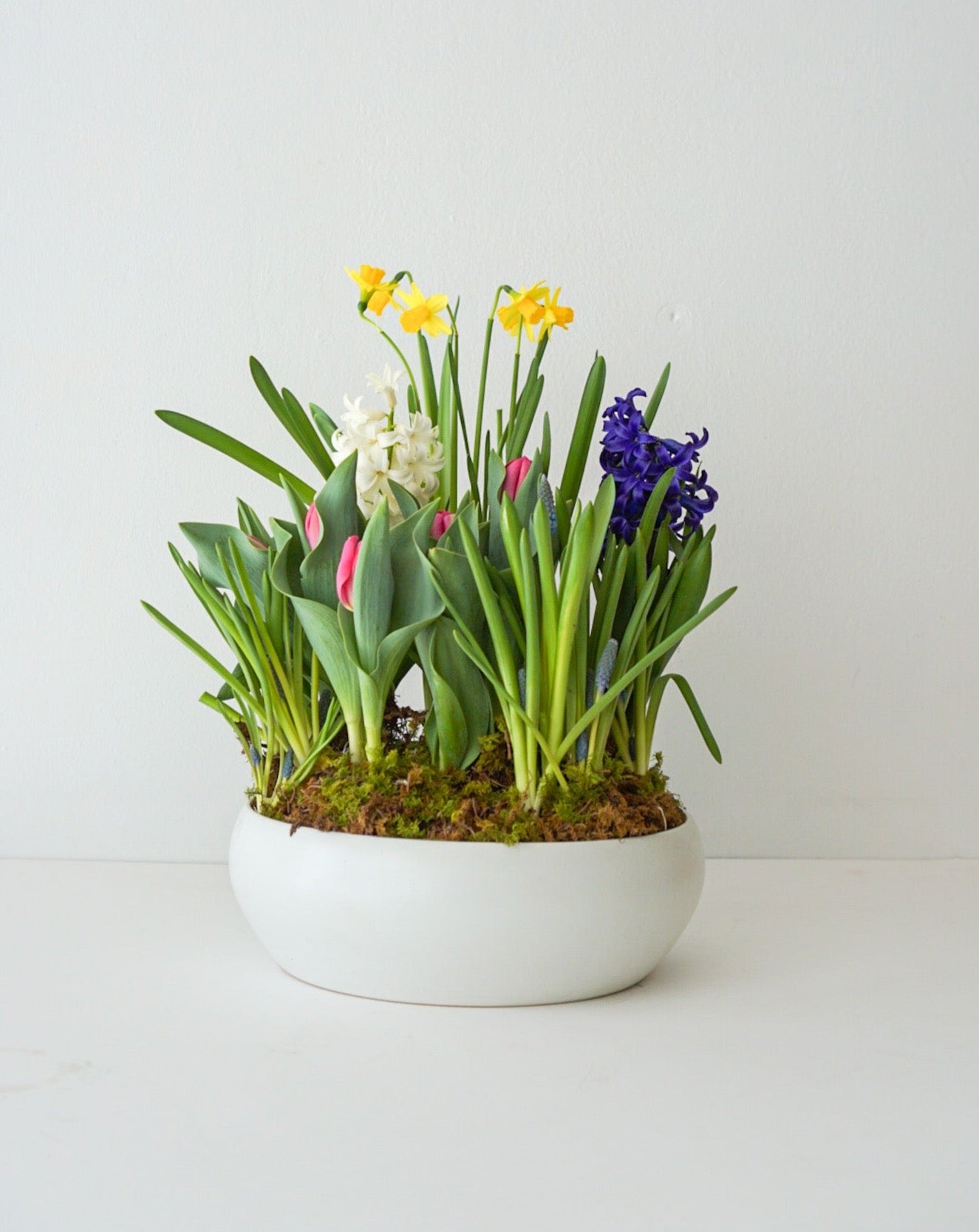 All spring bulbs in one planter - Tulips, Hyacinth, Daffodil, Muscari, arranged in a shallow white ceramic bowl. These fun potted bulbs is a wonderful way to cheer up someone you love or brighten your own entryway. Also, a great housewarming gift!