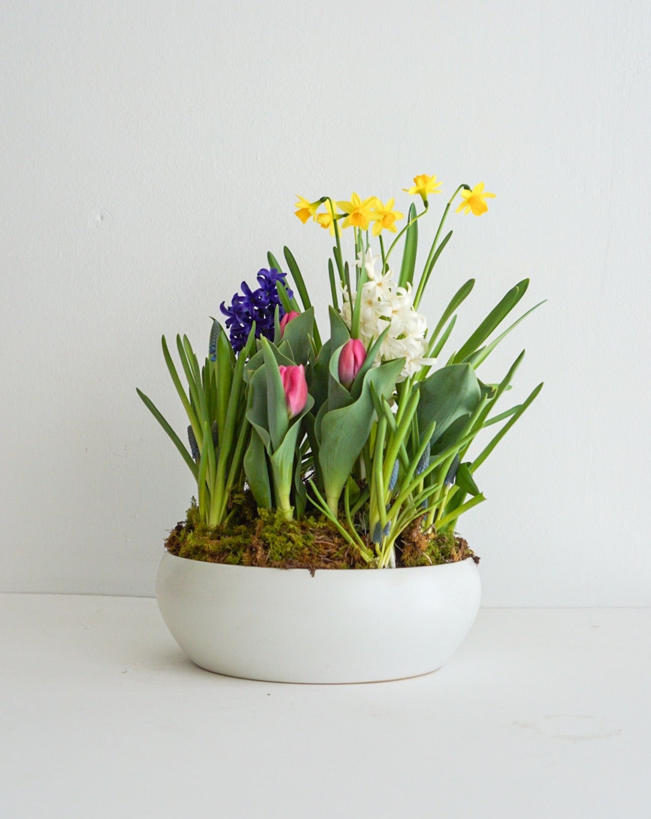 All spring bulbs in one planter - Tulips, Hyacinth, Daffodil, Muscari, arranged in a shallow white ceramic bowl. These fun potted bulbs is a wonderful way to cheer up someone you love or brighten your own entryway. Also, a great housewarming gift!