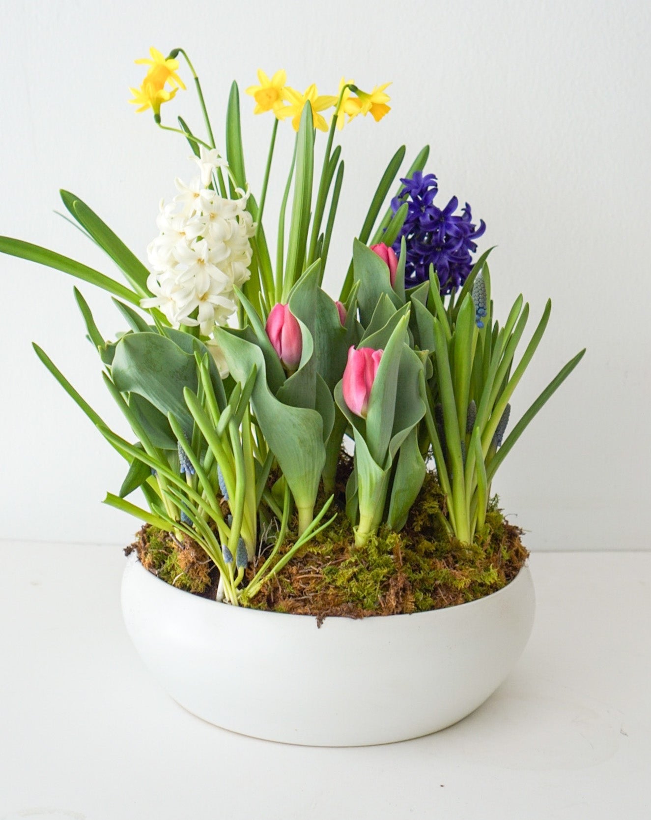 All spring bulbs in one planter - Tulips, Hyacinth, Daffodil, Muscari, arranged in a shallow white ceramic bowl. These fun potted bulbs is a wonderful way to cheer up someone you love or brighten your own entryway. Also, a great housewarming gift!