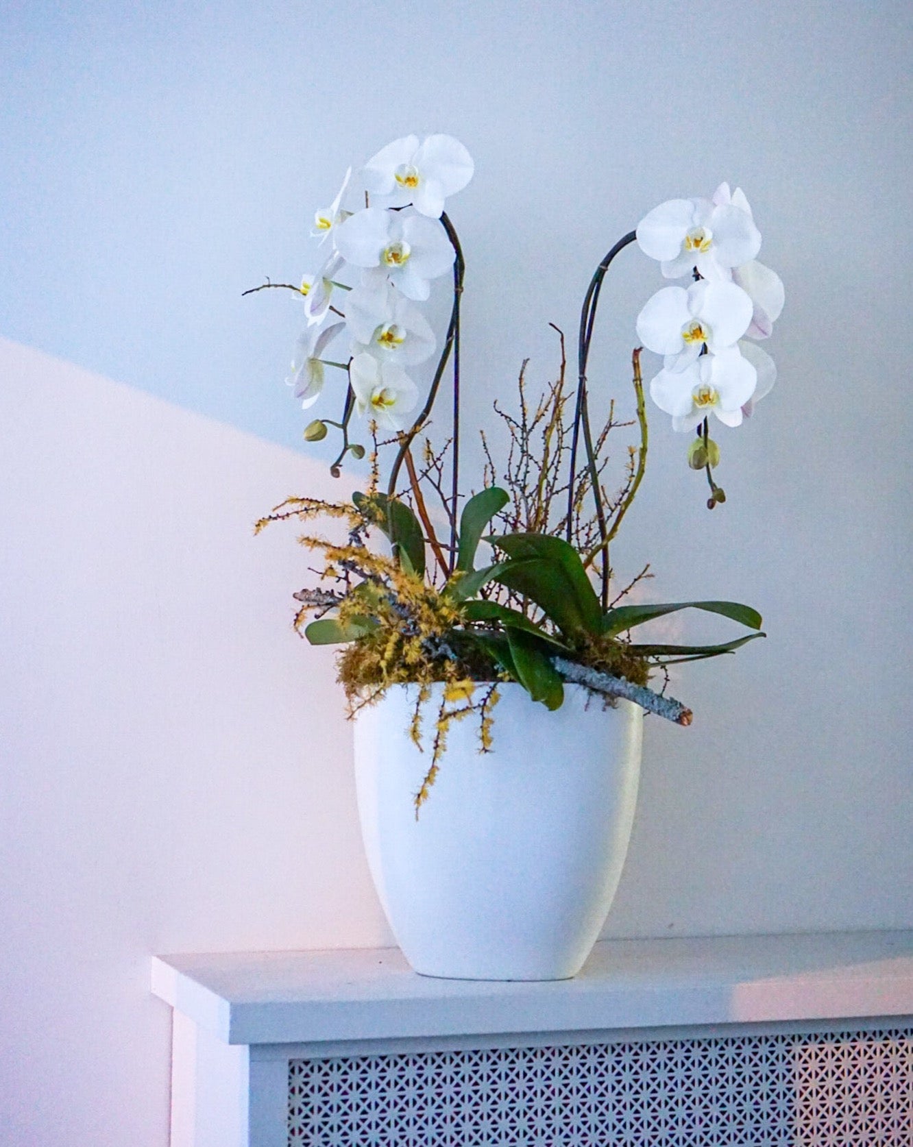 Swans orchid arrangement - The Flower Nook - Toronto Florist