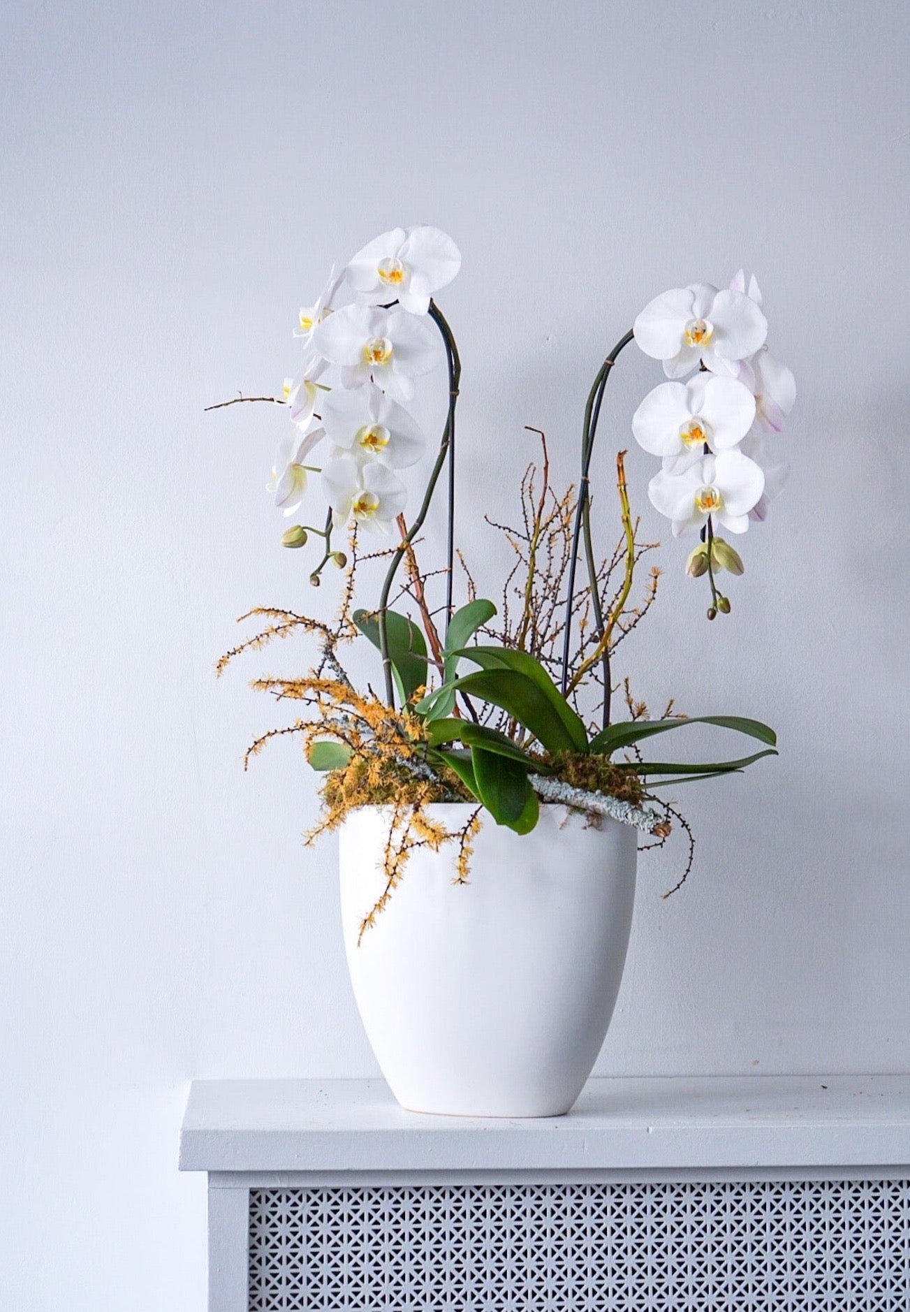 Swans orchid arrangement - The Flower Nook - Toronto Florist