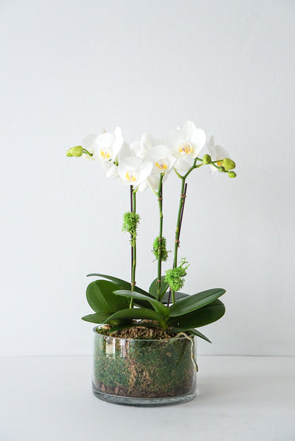 The Flower Nook a Toronto Florist using premium flowers that are professionally arranged, hand-delivered throughout Toronto and GTA