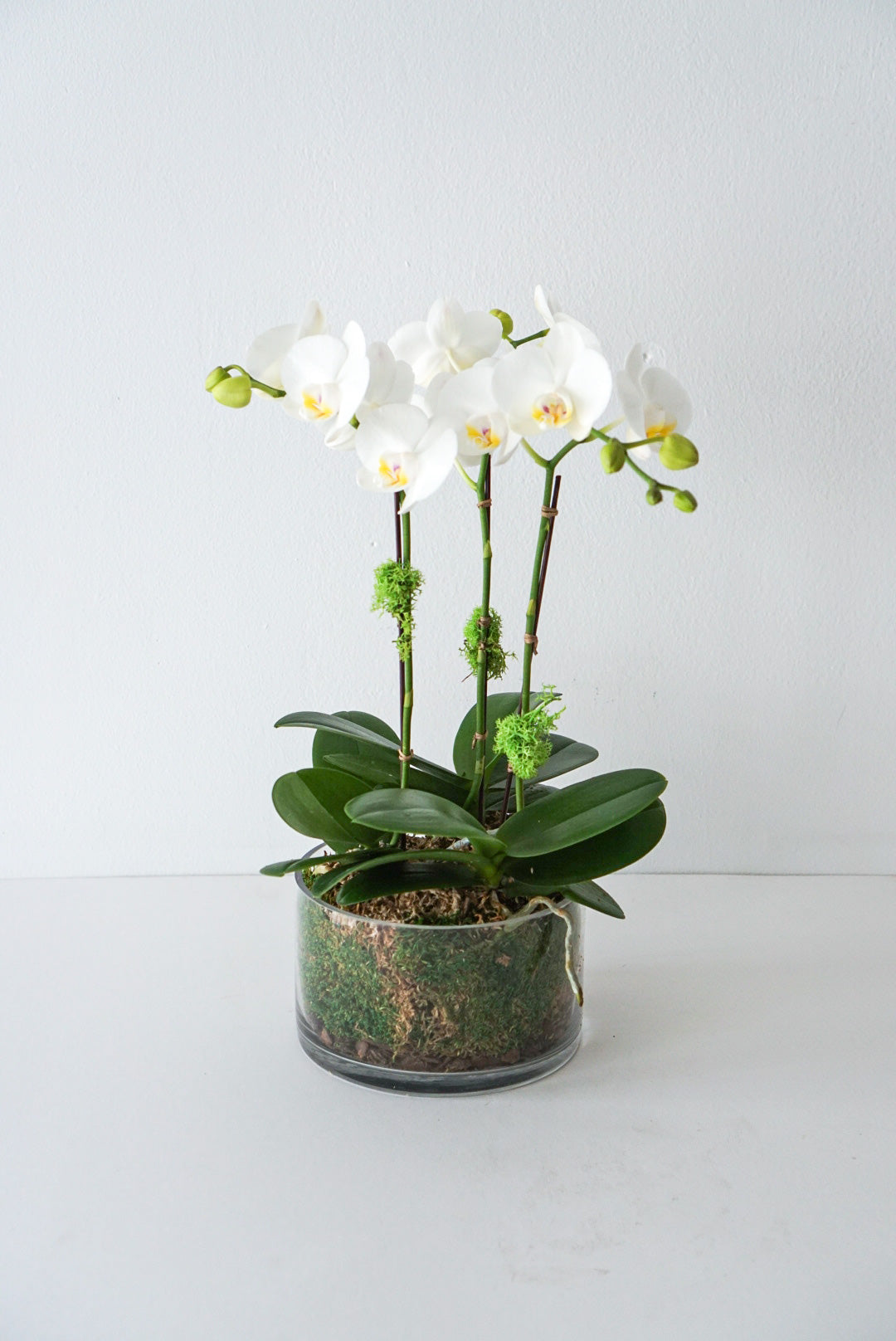 The special Phalaenopsis orchids are among the most popular and rewarding orchids, putting on a spectacular display when blooming, which can last 2-3 months. They are easy to care for if given proper care, they can re-bloom for years to come.  Beautiful petite orchid potted in a 3.5" bowl and decoration. Our orchids are supplied by the best grower in the market!