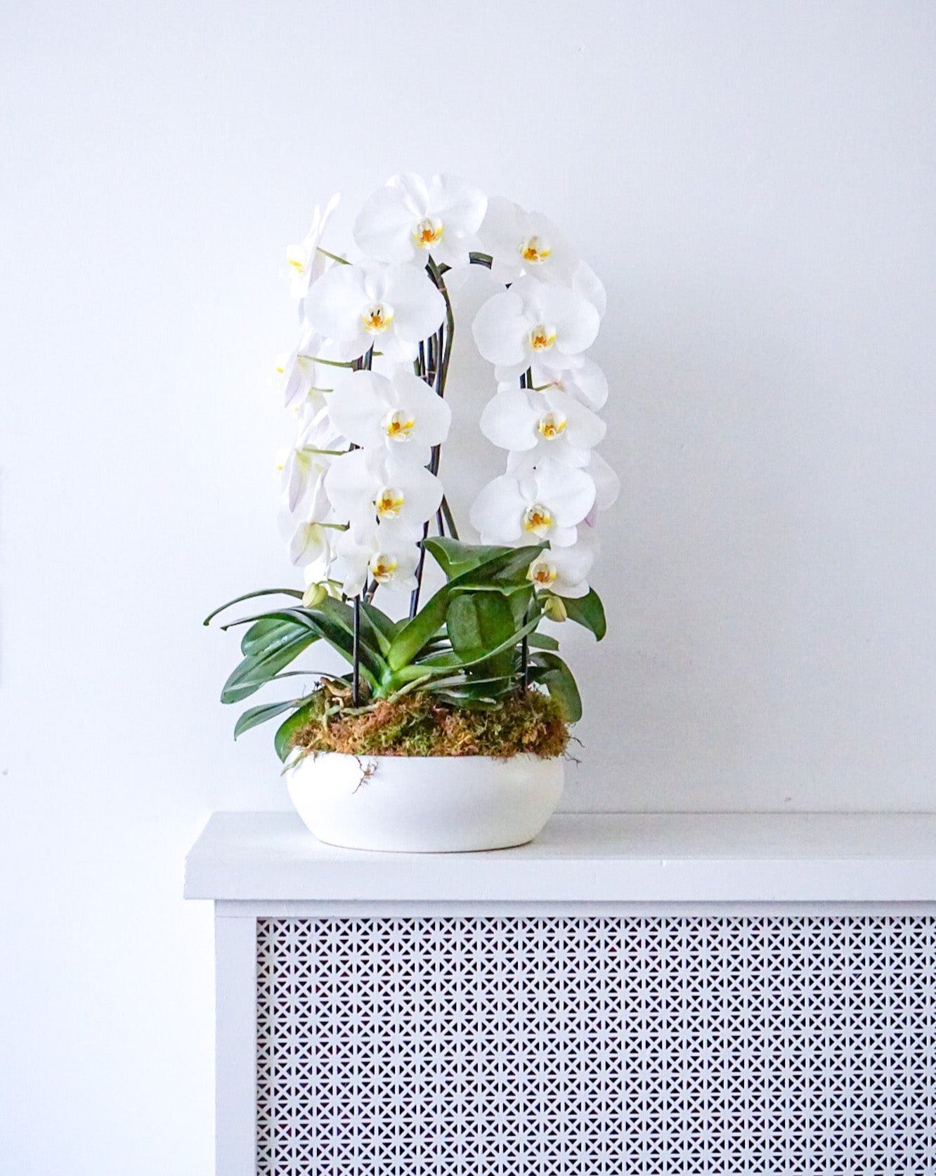 Elegant and chic, our white jumbo waterfall Phalaenopsis orchids are sourced from the best grower in Ontario. This long lasting plant is our best seller, truly the perfect gift for any occasion. 