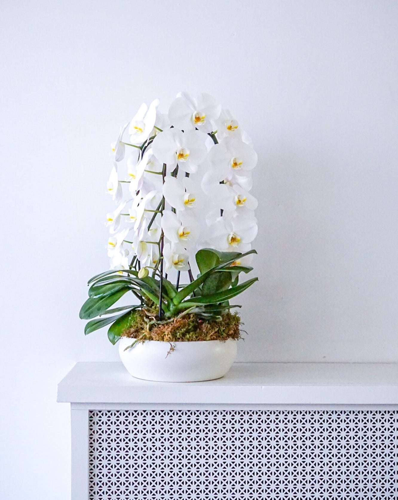 Elegant and chic, our white jumbo waterfall Phalaenopsis orchids are sourced from the best grower in Ontario. This long lasting plant is our best seller, truly the perfect gift for any occasion. 