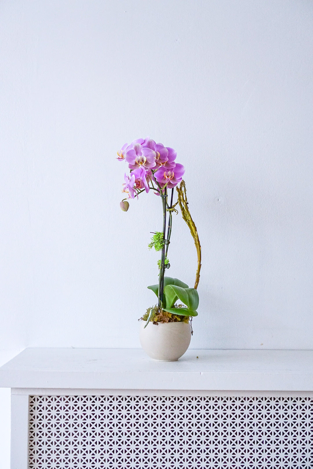 mini orchid- the flower nook