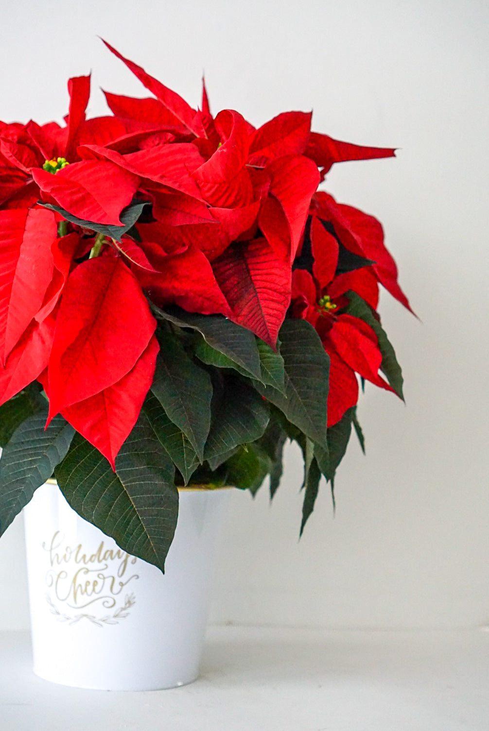 Festive Poinsettia