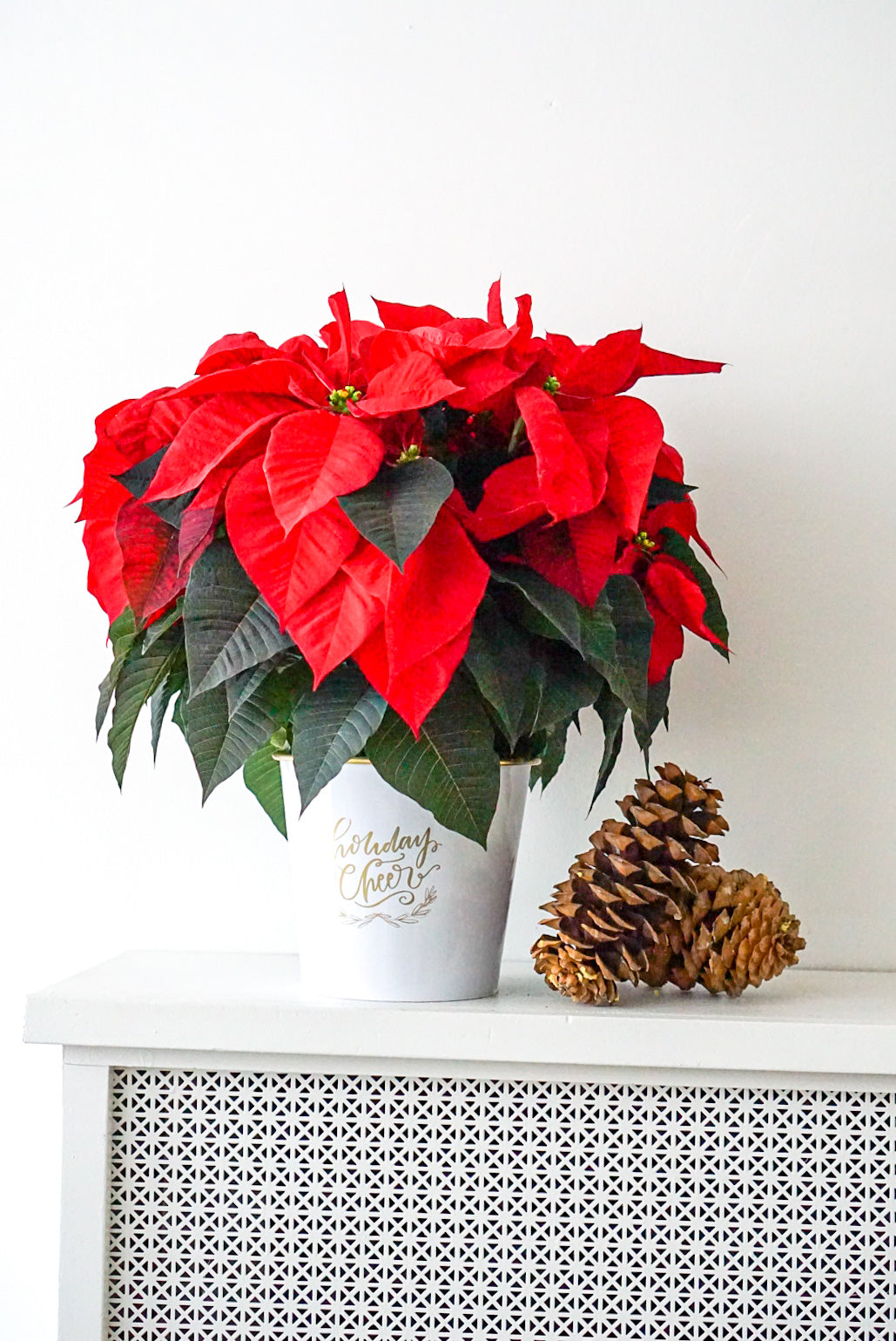 Festive Poinsettia