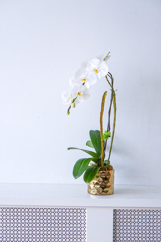 Jumbo Orchid