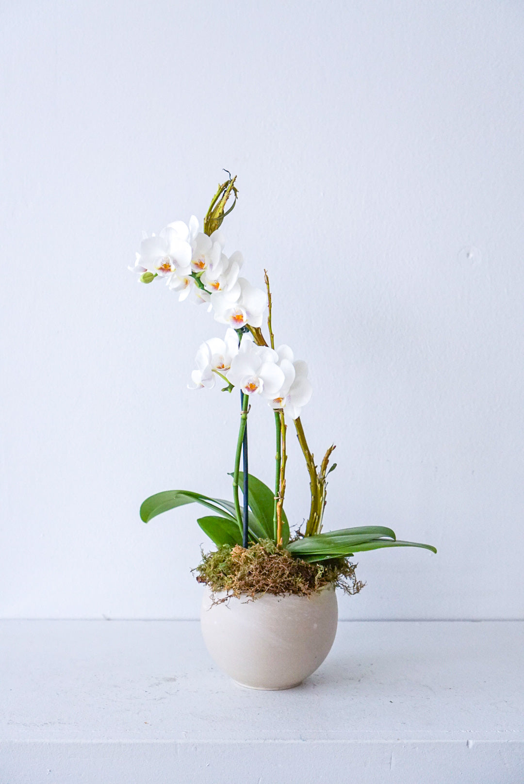 Mini orchid- the flower nook- white