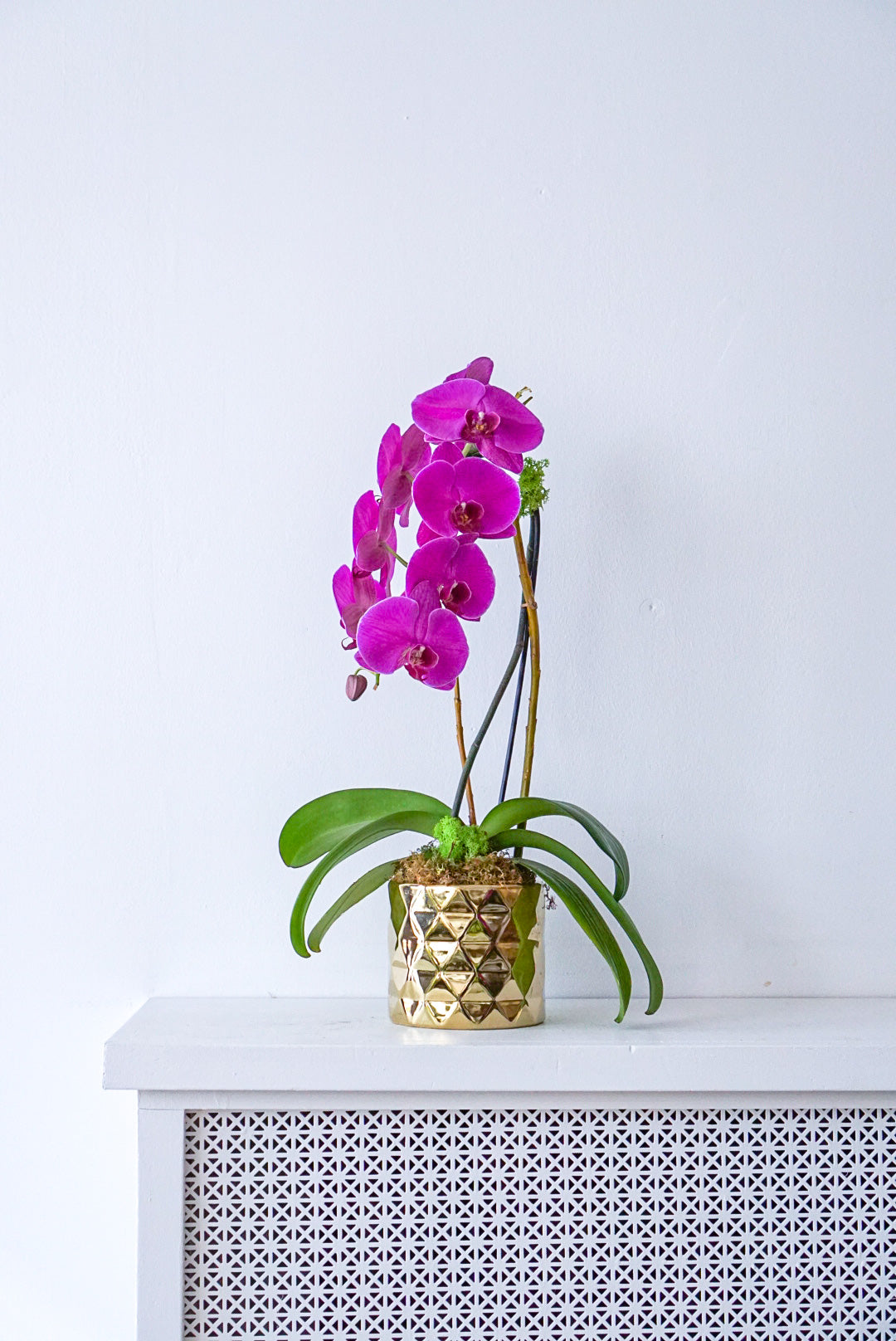 Purple Jumbo orchid- the flower nook