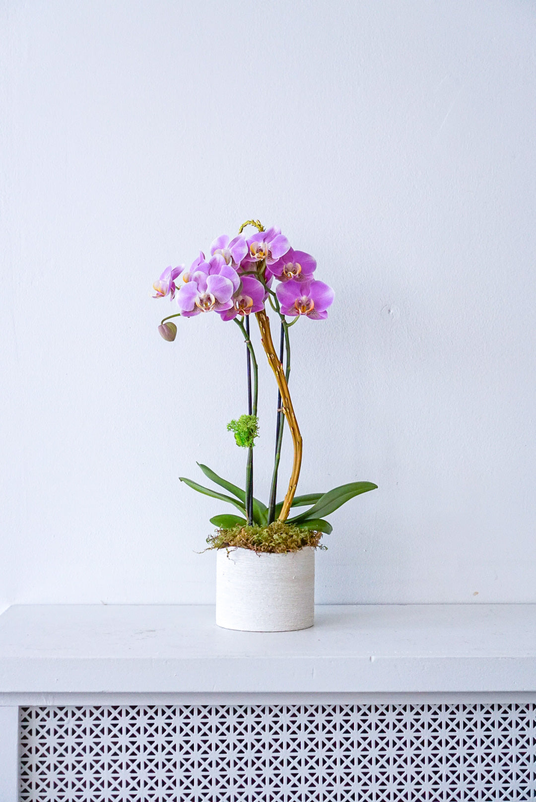 Mini orchid- pink- the flower nook