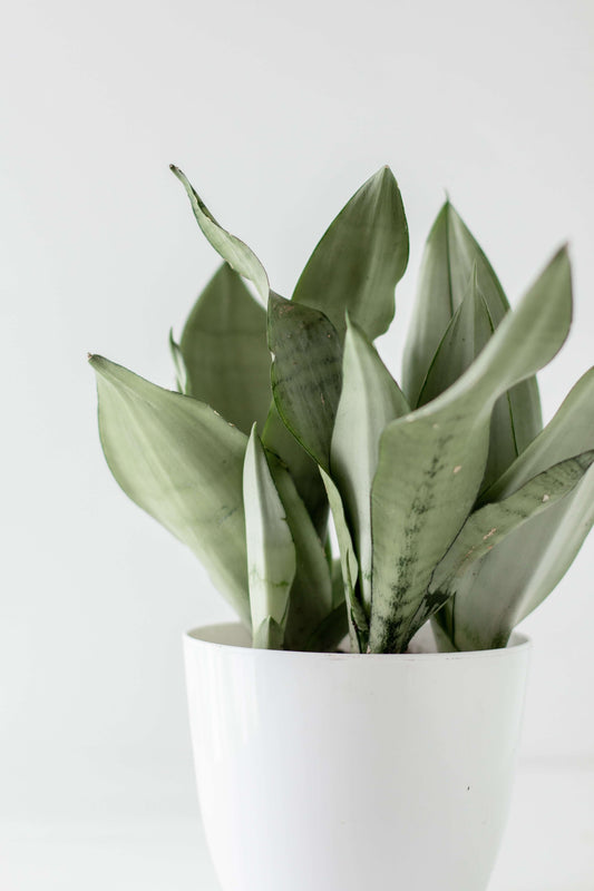 6" Snake Plant